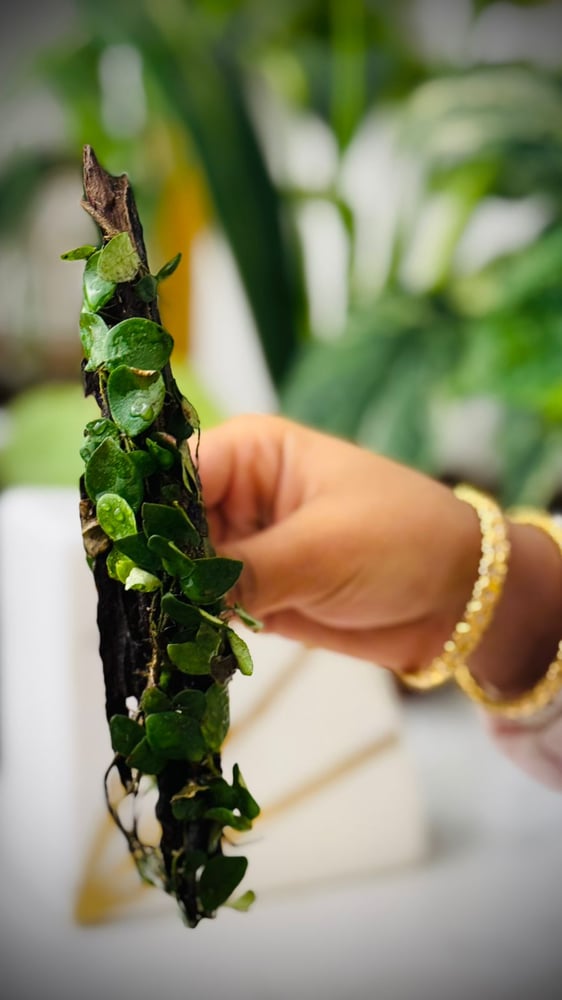 FICUS PUMILA  SP. + WOOD