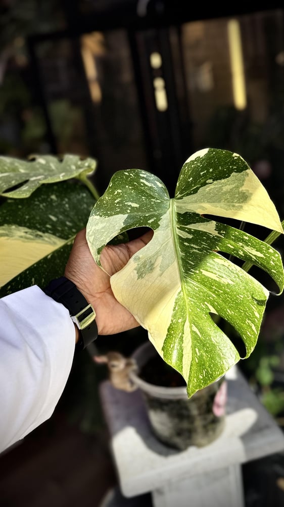 MONSTERA STARLIGHT