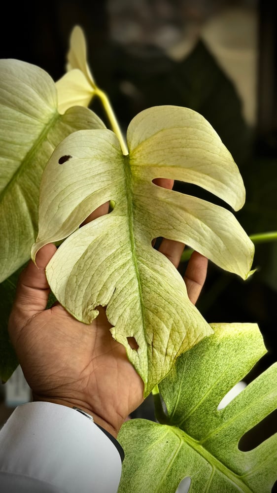 MONSTERA DELICIOSA FULL MINT