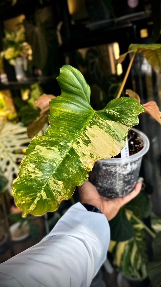 PHILODENDRON HYBRID Marron