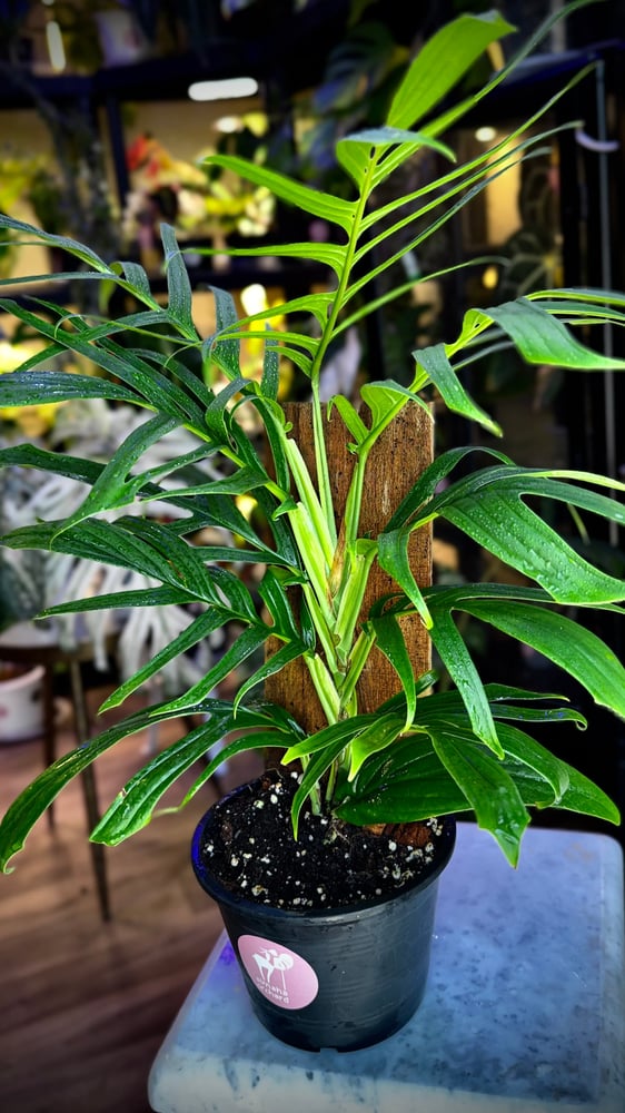 RHAPHIDOPHORA TENUIS GREE