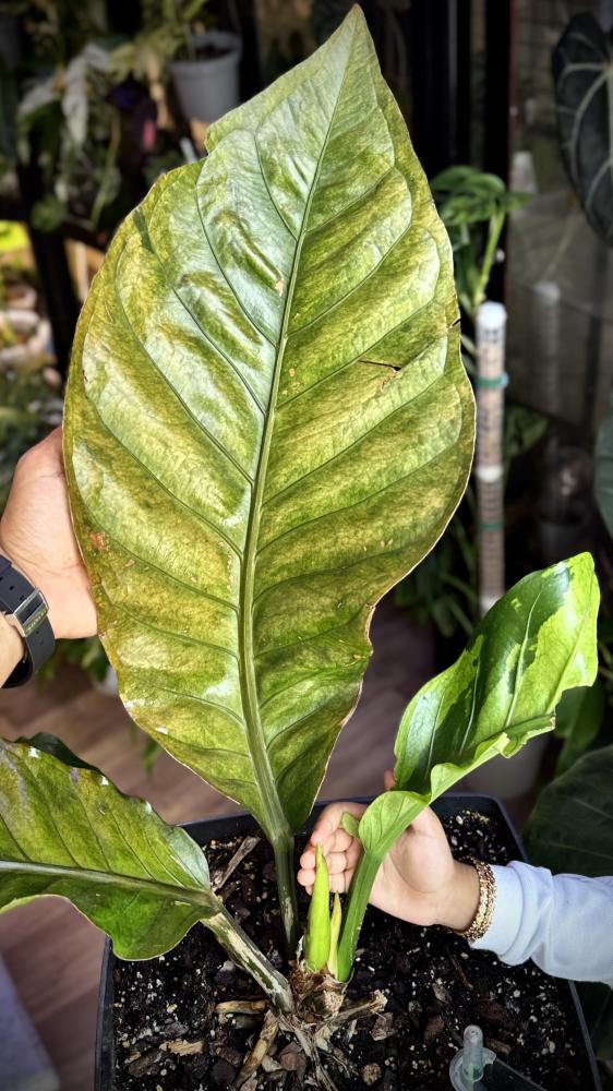 ANTHURIUM HOOKERI BIRDS NEST VARIEGATED