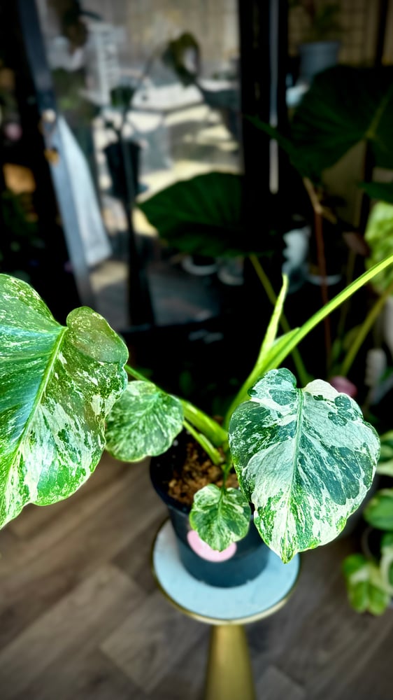 MONSTERA OCEAN ALBO