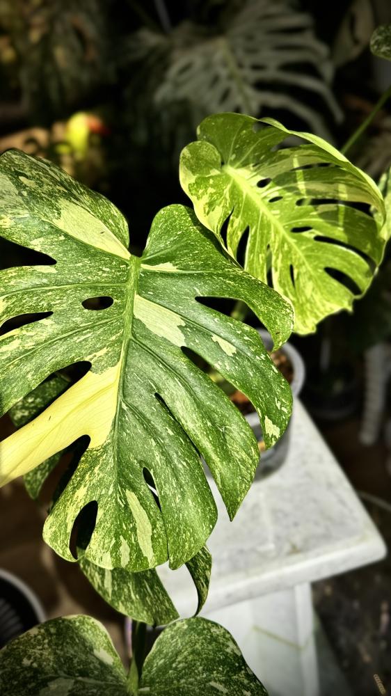 MONSTERA DELICIOSA LEGAZY
