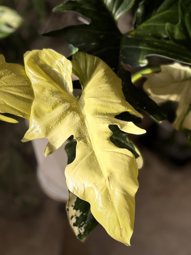 Philodendron golden dragon variegated