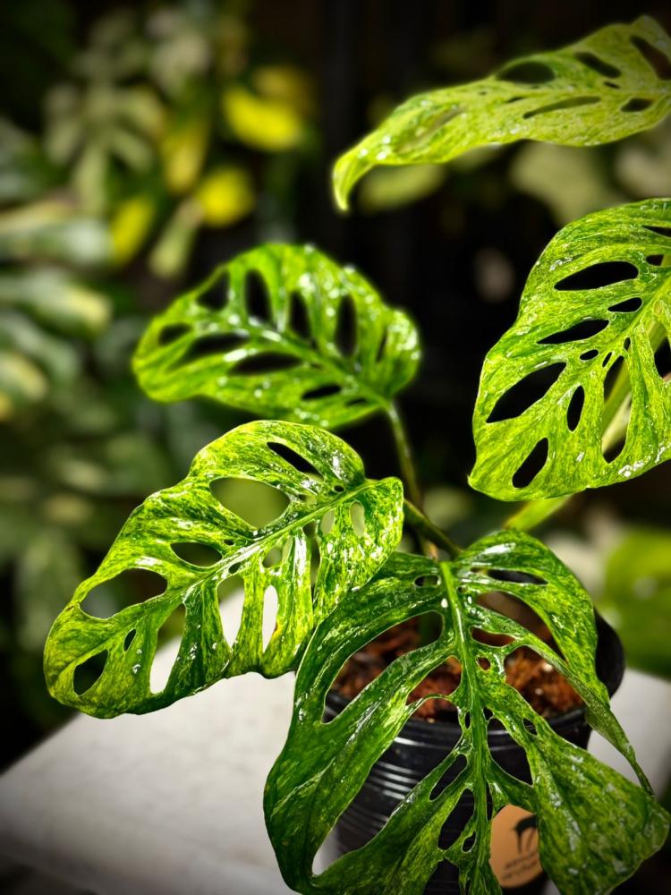 MONSTERA LANIATA MOTTLED  Variegated