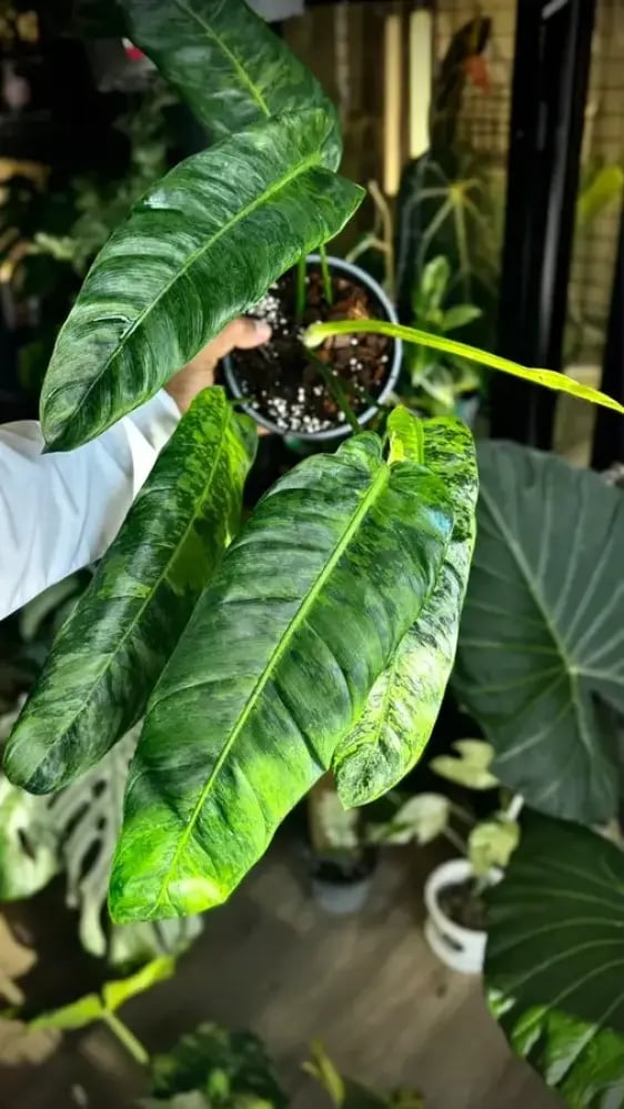 PHILODENDRON PATRICIAE