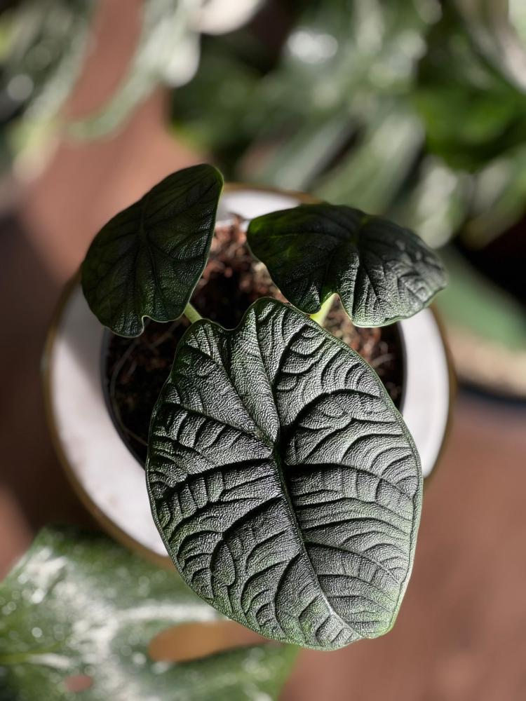 Alocasia Melo