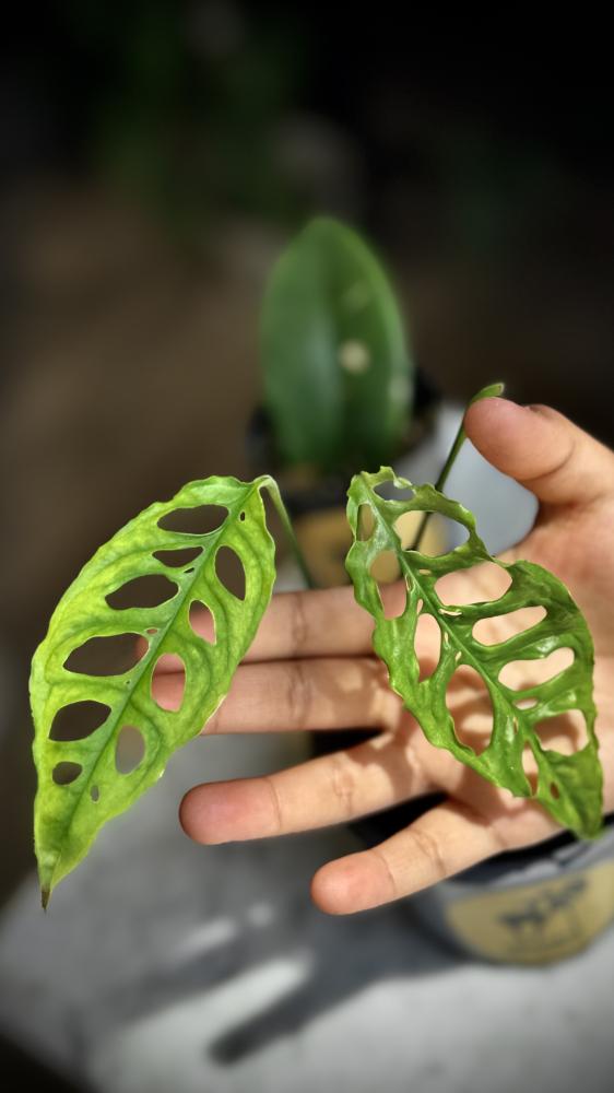 MONSTERA OBLIQUA