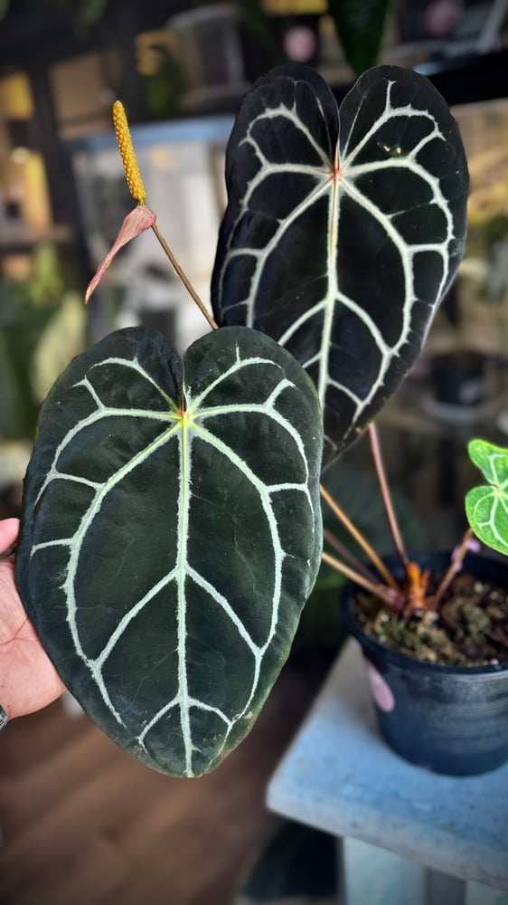 ANTHURIUM HYBRID MIX