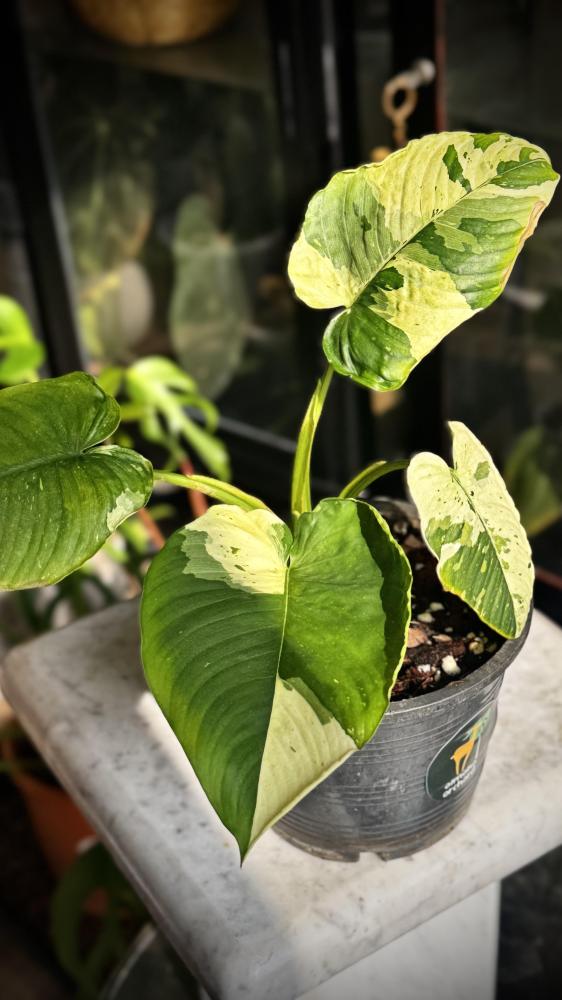 MONSTERA LANIATA MOTT