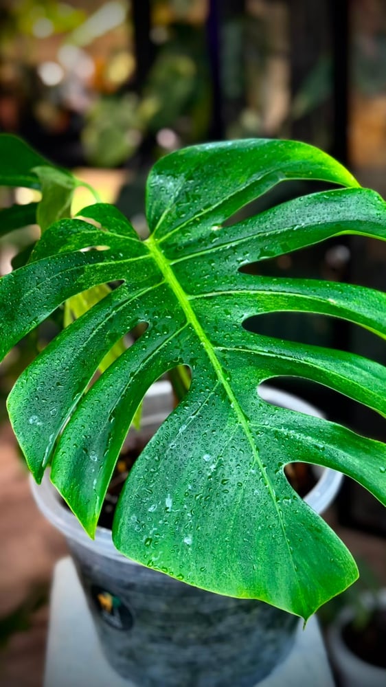 MONSTERA DELICIOSA MINT