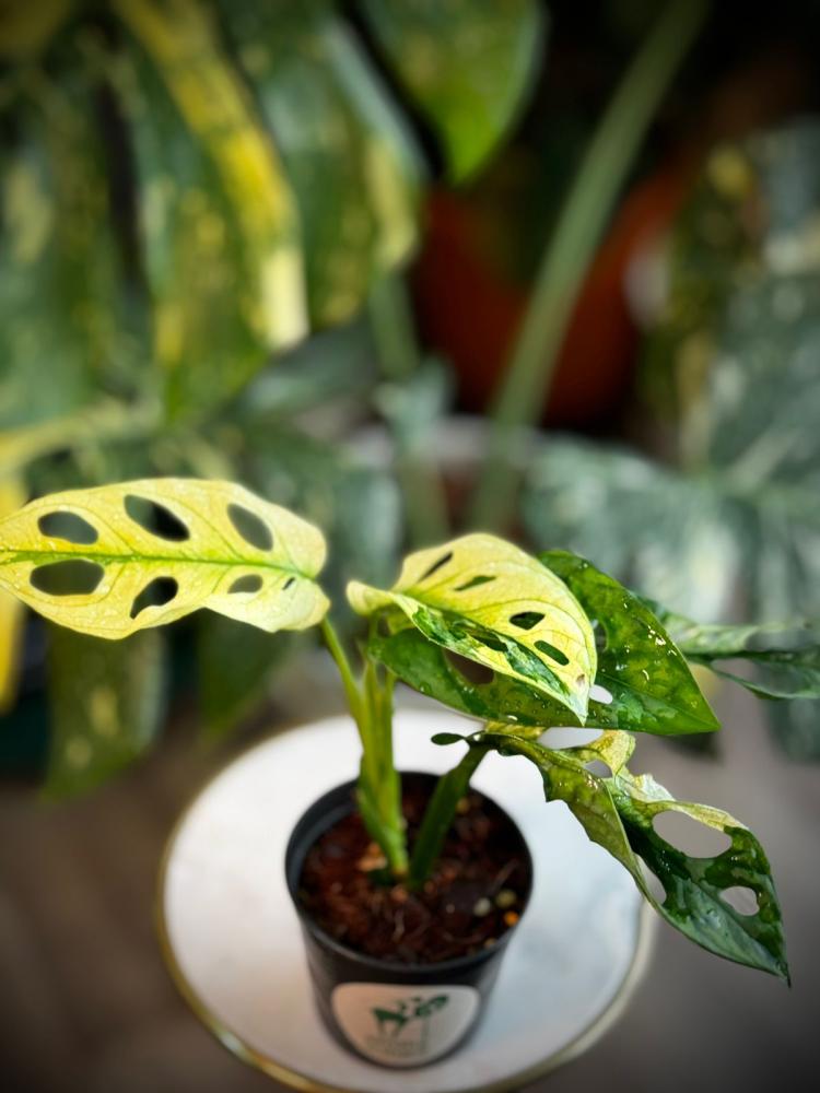 Monstera Lechleriana Variegated
