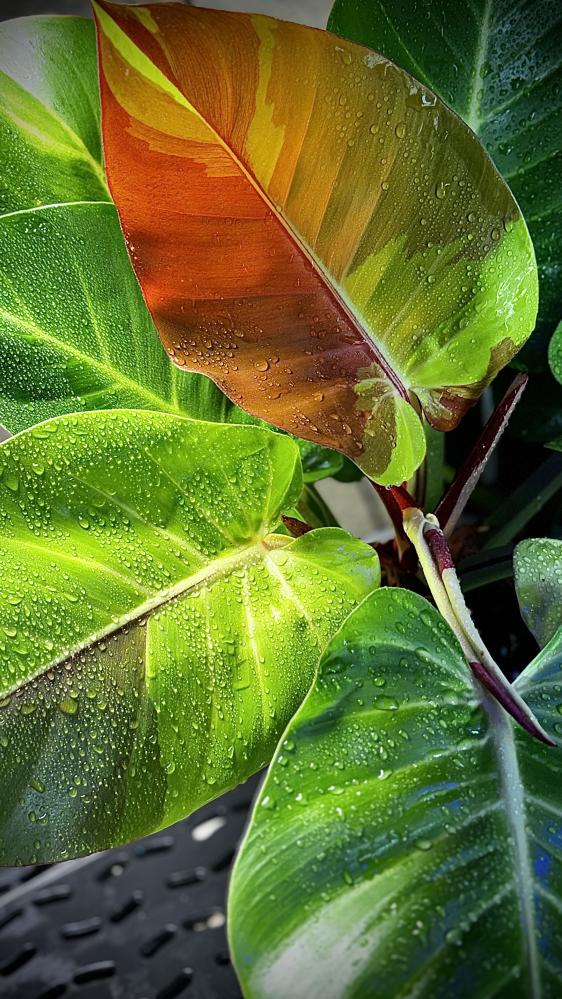 PHILODENDRON YELLOW FLAME