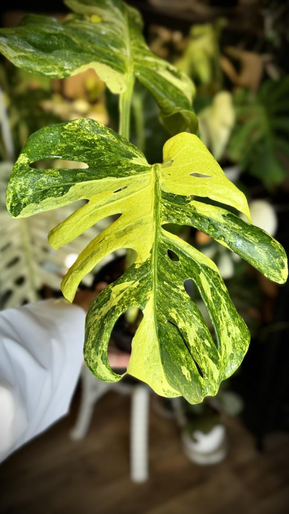 MONSTERA OCEAN  MINT