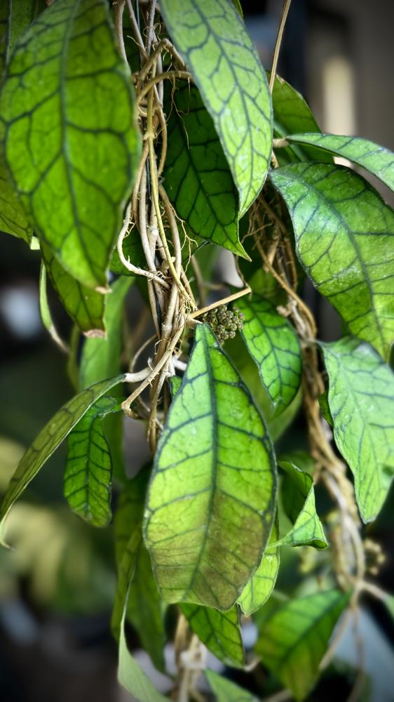 HOYA Kalimantan