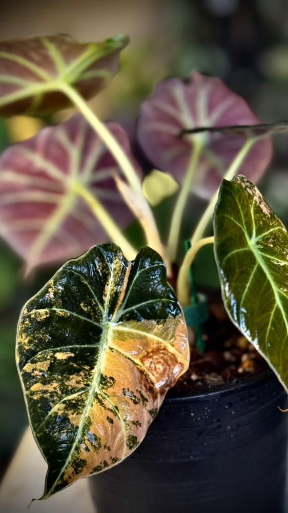 ALOCASIA BLACK VELVET GOLD
