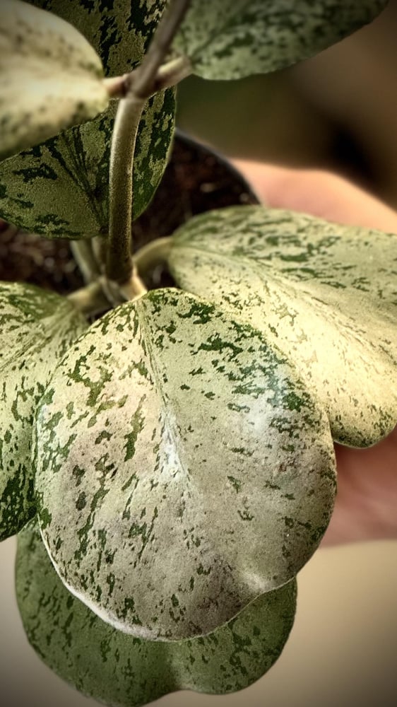 HOYA CHIANG DAO SILVER