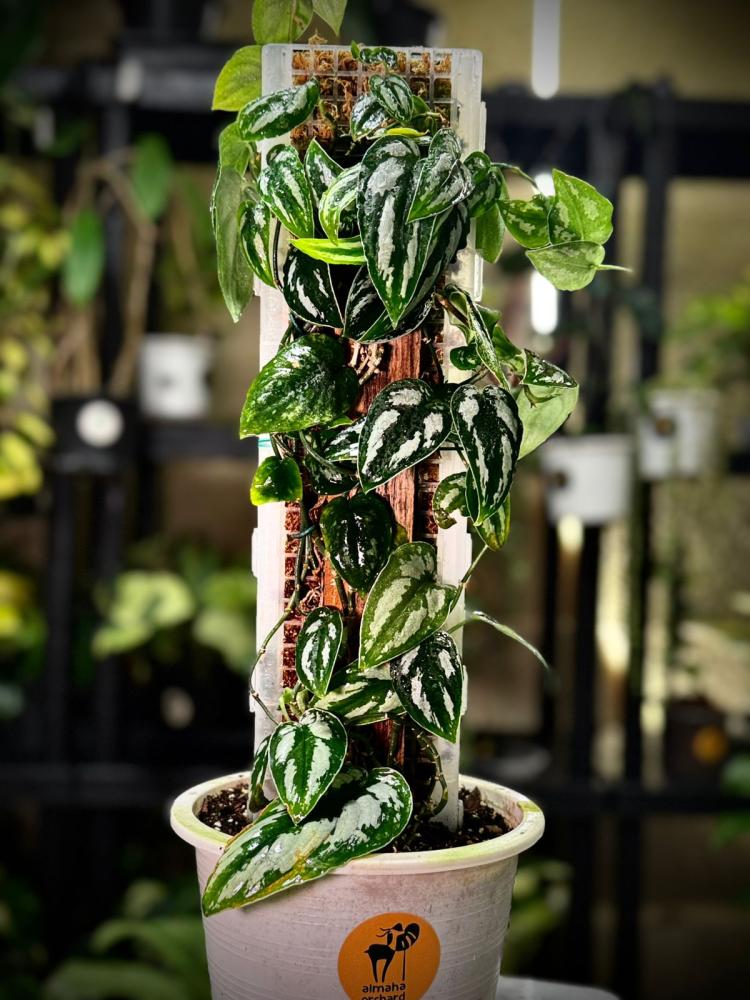 SCINDAPSUS SILVER PRINCESS INDO
