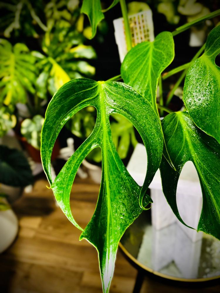 MONSTERA BURLE MARX FRAME