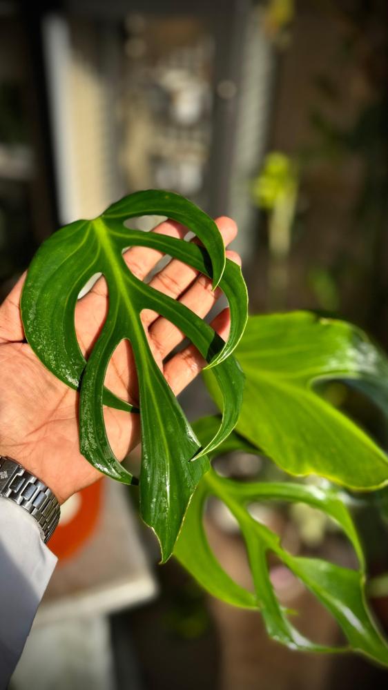 MONSTERA BURLE MARX FRAME