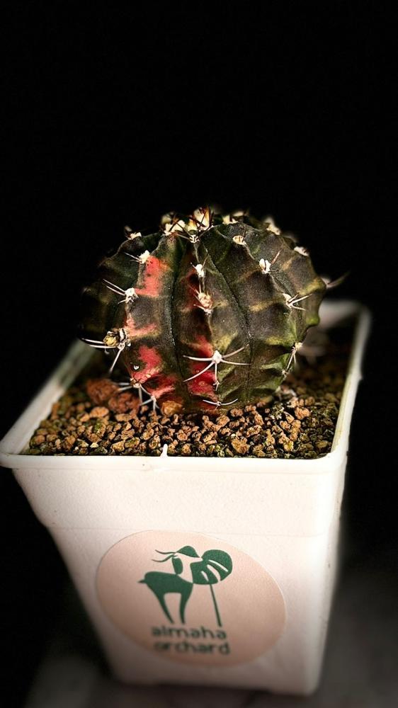 CACTUS GYMNO VARIEGATA