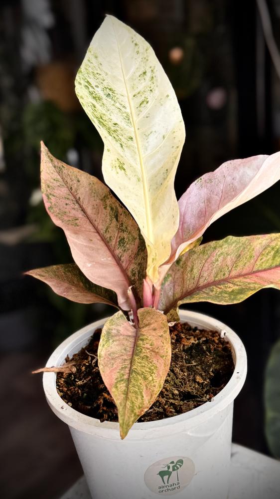 anthurium renaissance variegated