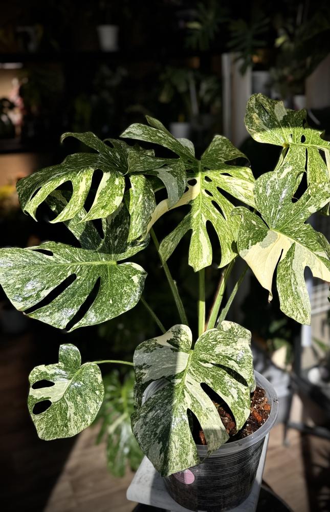 MONSTERA Green snow