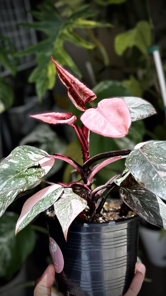 PHILODENDRON PINK PRINCESS MARBLE GALEXY