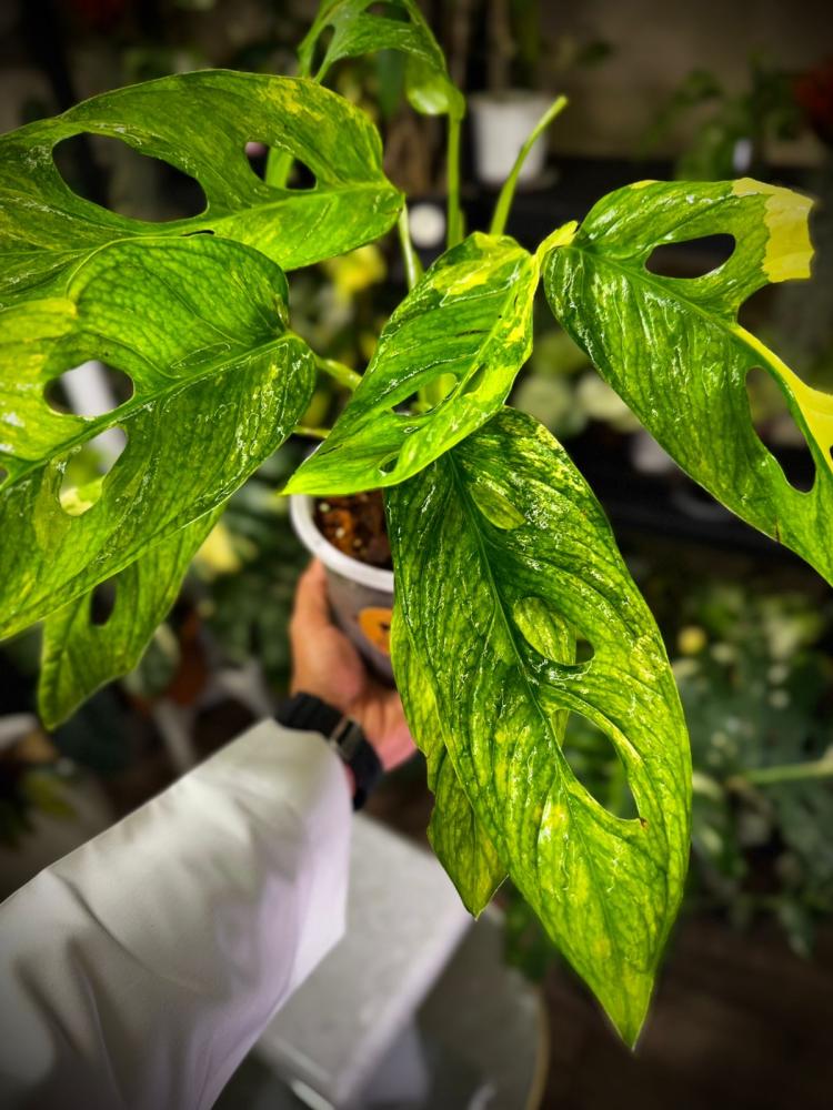 MONSTERA OBLIQUA MAYUNA Variegated