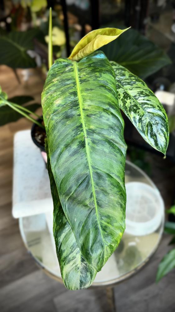 PHILODENDRON PATRICIAE