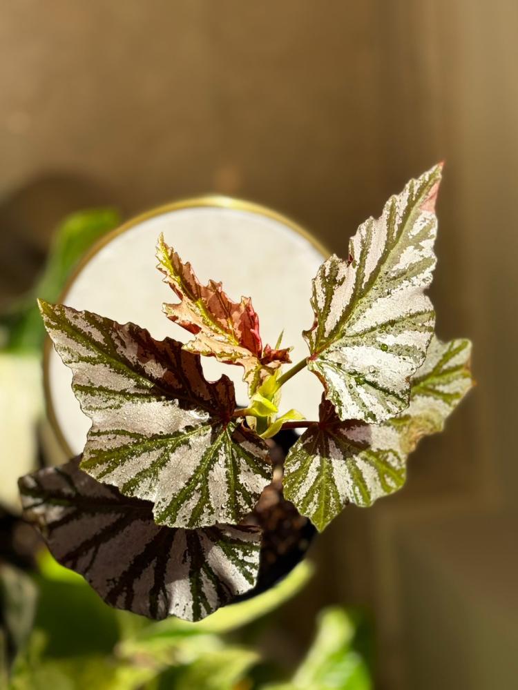 BEGONIA REX MIX VARIETY