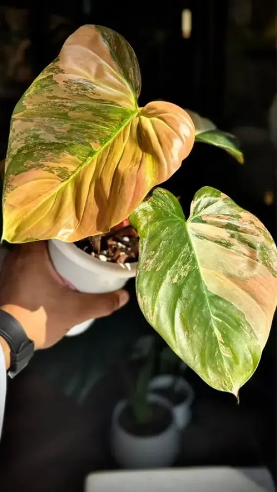 Philodendron Florida beauty x Nangaritense