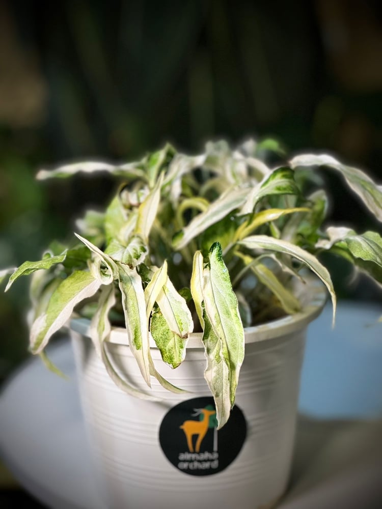 SYNGONIUM T25