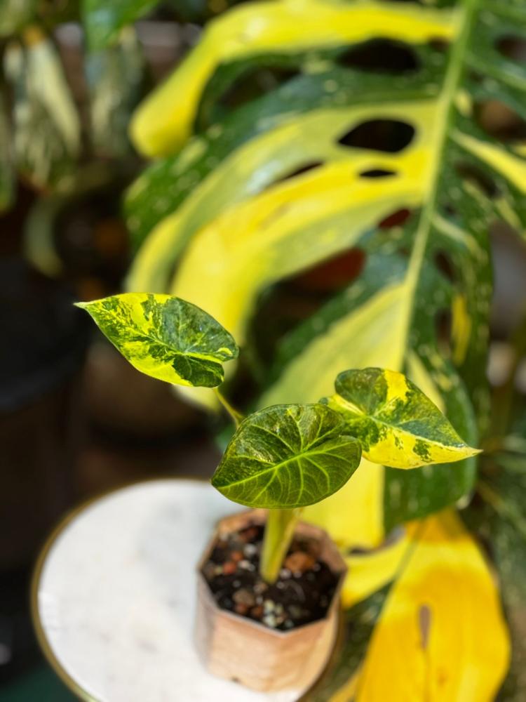 Alocasia Dragon Scale Mint