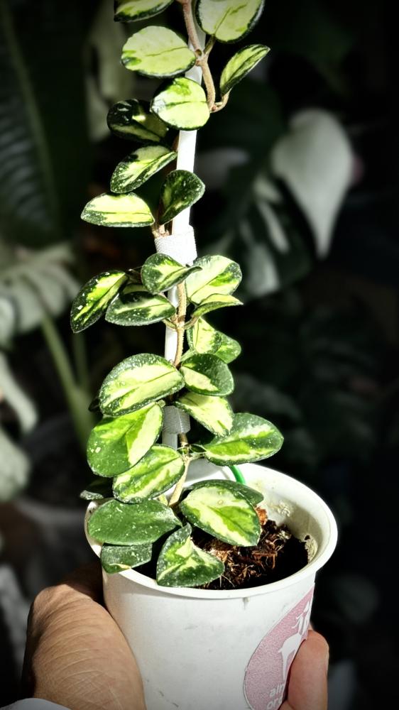 HOYA MATHILDE VARIEGA