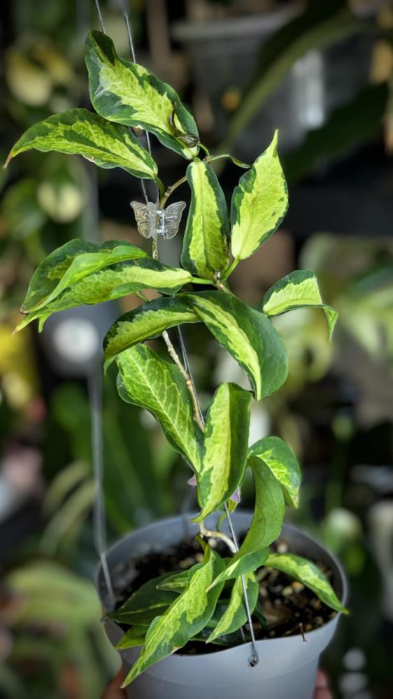 HOYA KENEJIANA ALBO