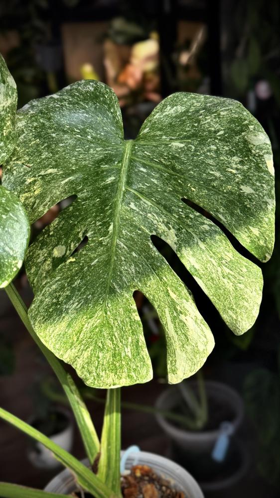 MONSTERA DELICIOSA LEGAZY