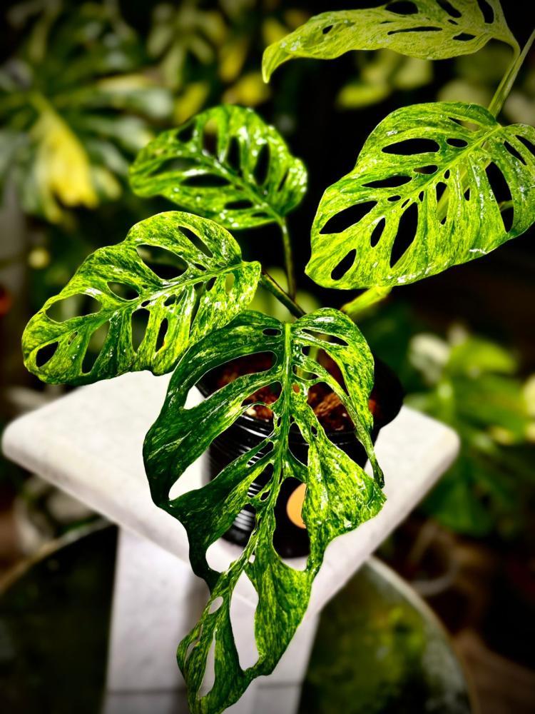 MONSTERA LANIATA MOTTLED  Variegated