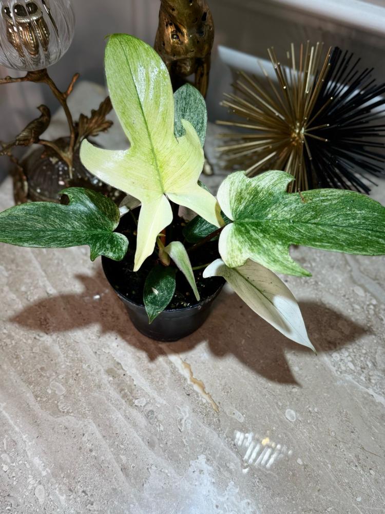 فيلوديندرون فلوريدا قوست - Philodendron Florida Ghost