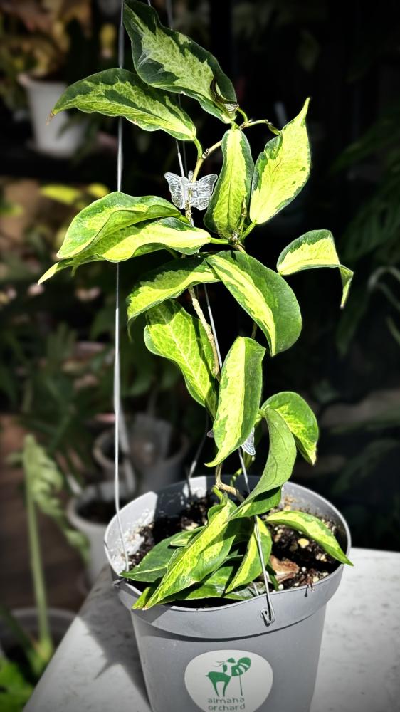 HOYA KENEJIANA ALBO