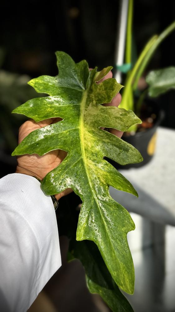 PHILODENDRON WILLIAMSII Variegated