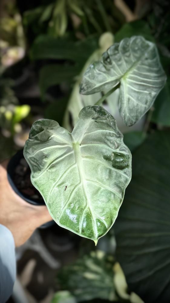 ALOCASIA HEART BALLOON