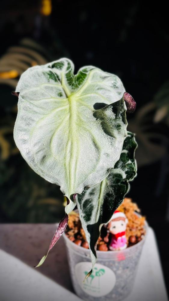 ALOCASIA VENOM
