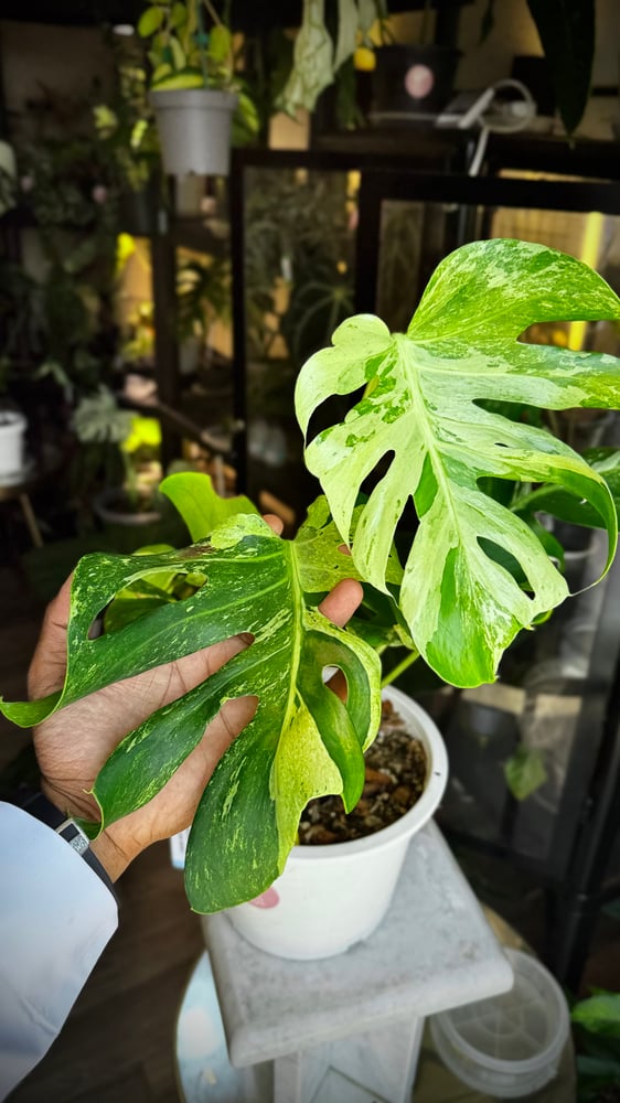 MONSTERA OCEAN MINT