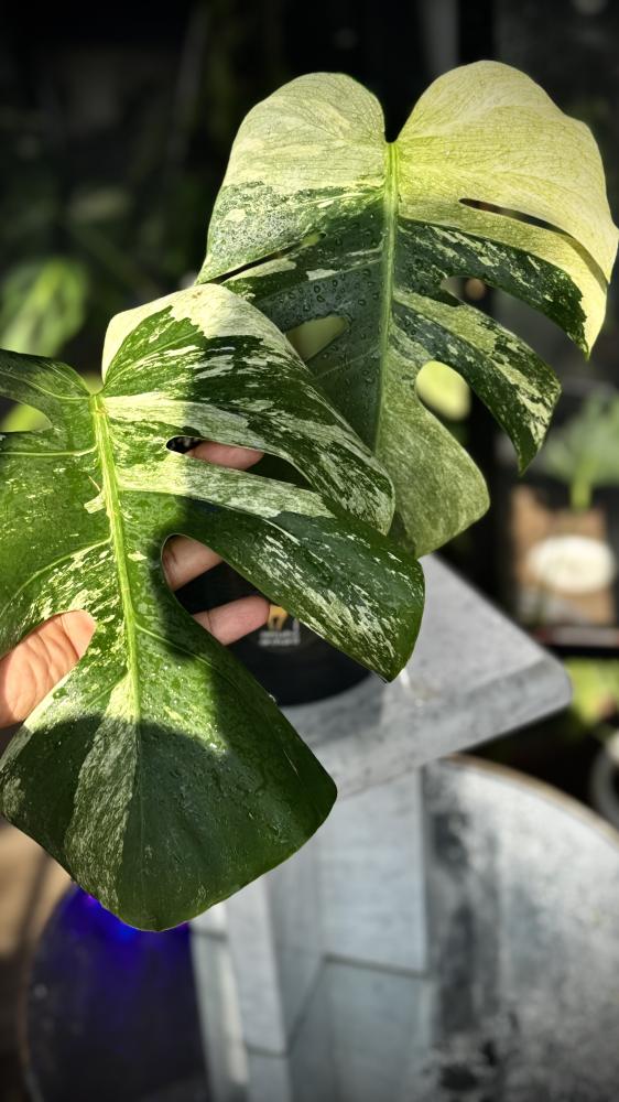 MONSTERA DELICIOSA MINT