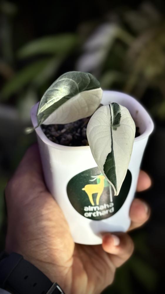 ALOCASIA MELO ALBO