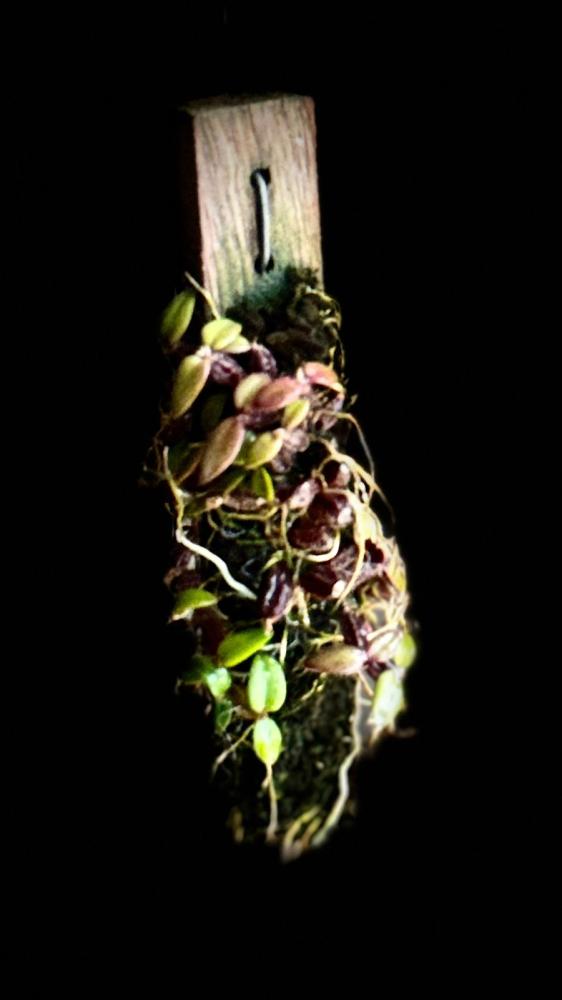 DENDROBIUM HYMENANT