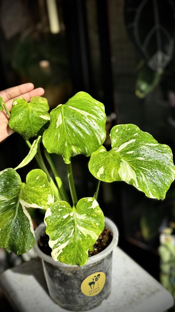 MONSTERA TRICOLOR MUT