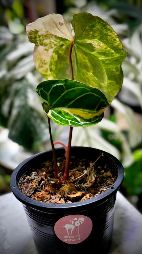 ANTHURIUM CRYSTALLINUM VARIEGATED